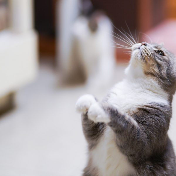 Kitty Begging Kitty Begging