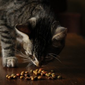 Sniffing Food Sniffing Food