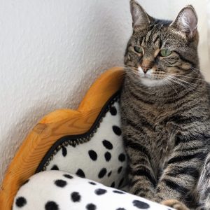 Lounge Cat Lounge Cat